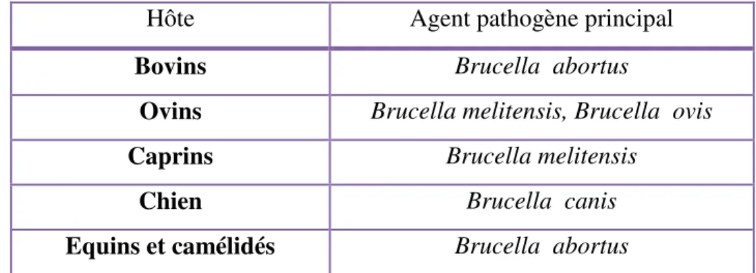Tableau 1 : différentes espèces de brucella et leurs principaux hôtes (Bourdeau, 1997) 