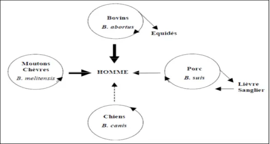 Figure  2 : Coloration de Gram, Brucella abortus.  Anonyme  (2017) II.3. Caractères culturaux : 