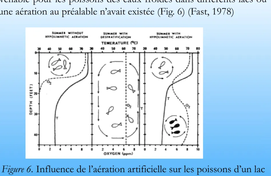 Figure 6. Influence de l’aération artificielle sur les poissons d’un lac  eutrophie durant les mois d’été (Fast, 1978) 