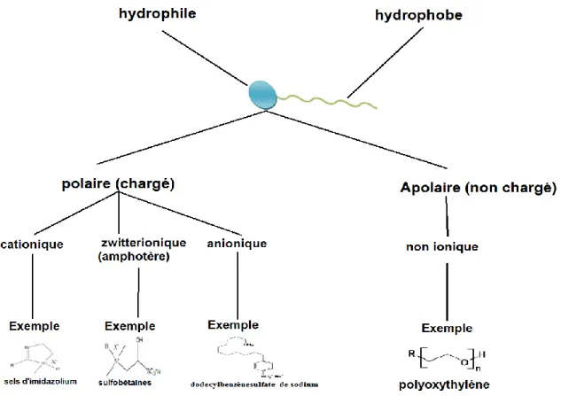 Figure I.10 : les différentes classes des tensioactifs selon la nature chimique de la partie  hydrophile