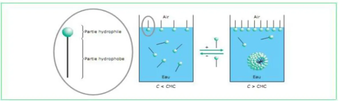 Figure I.11 : Organisation des molécules tensioactives sous forme de micelles lorsque la  concentration des monomères C est supérieure à la CMC