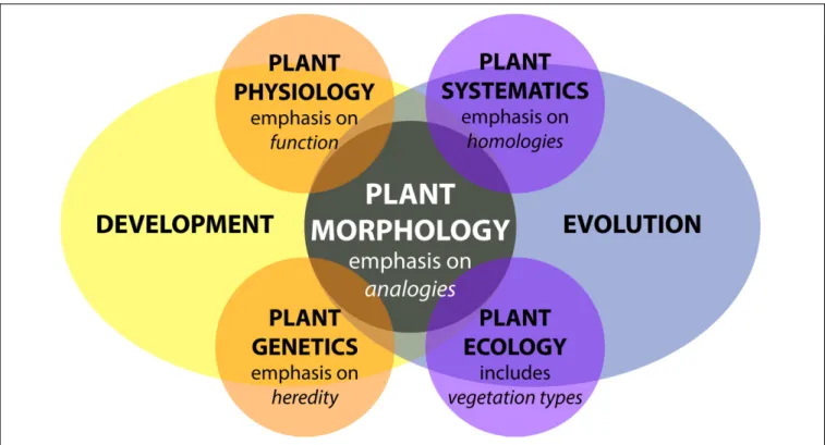 FIGURE 1 | Plant morphology from the perspective of biology. Adapted from Kaplan (2001)