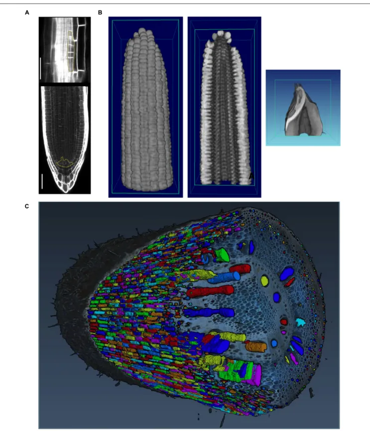 FIGURE 4 | Imaging techniques to capture plant morphology. (A) Confocal sections of an Arabidopsis root