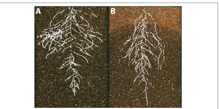 FIGURE 5 | The environmental basis of plant morphology. Root system architecture of Arabidopsis Col-0 plants expressing ProUBQ10:LUC2o growing in (A) control and (B) water-deficient conditions using the GLO-Roots system (Rellán-Álvarez et al., 2015)