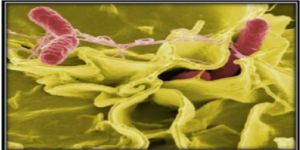 Figure N°04 :  Salmonella typhimurium , en rouge, sur une culture des  cellules humaines          ( Joffin  et  Joffin , 1992)