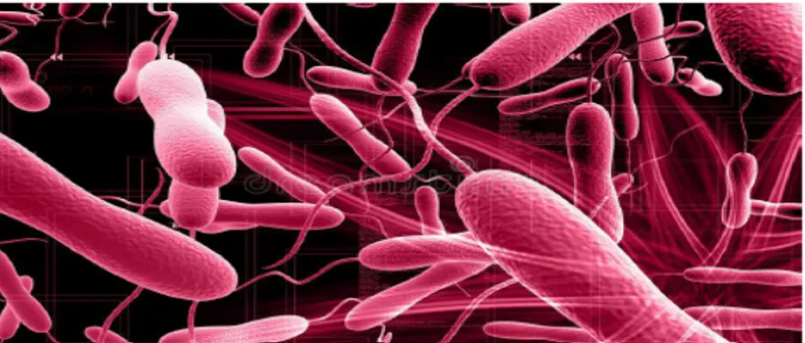 Fig 09 : Bactérie Vibrio cholerae responsable de choléra [41] 