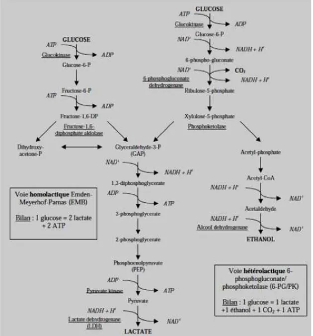 Figure 02 : Principales  voies  cataboliques  du  glucose  chez  les  bactéries  lactiques.