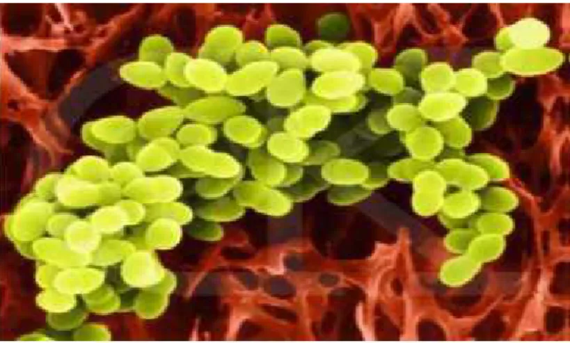 Figure 07 : Morphologie en microscope électronique de Lactococcus lactis subsp lactis x1000 (Menad, 2017)