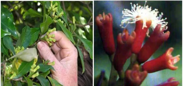 Figure 4 :  les feuilles et les fleurs du giroflier et quelques boutons floraux.  (Bruneton, 1999).