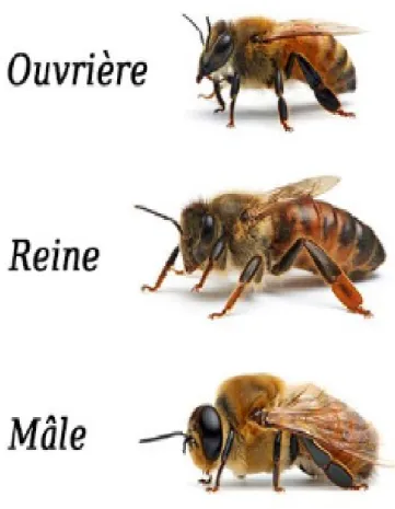 Figure N° 08 : Les trois castes de I.5.3. Le cycle de vie de l’abeille