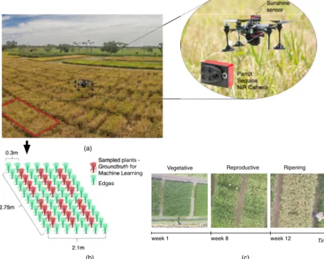 Figure 2. Crop field: (a,b) each plot was designed with an area of 5.7 m 2 and a rice crop density of 38.4 kgha − 1 