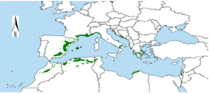 Figure 02. Répartition du pin d’Alep