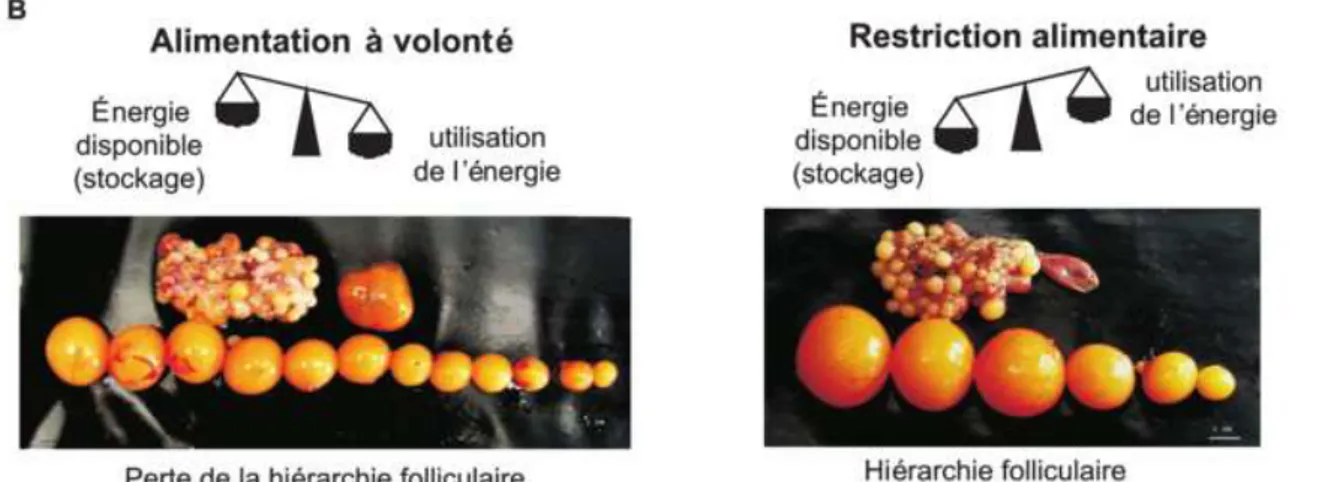 Figure 7 : Conséquence de l’alimentation à volonté ou restreinte sur le développement de                       l’ovaire chez les poules reproductrices-chair (Heck et al., 2004)