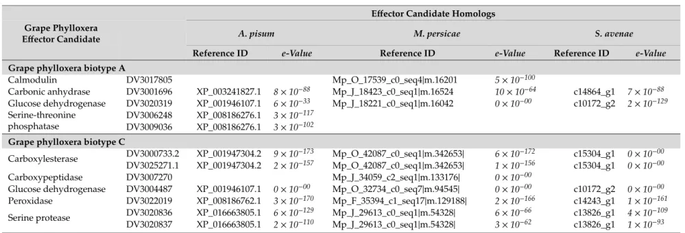 Table 2. BlastP results showing effectors homologs conserved between two grape phylloxera biotypes (A, C) and predicted effector candidates of A