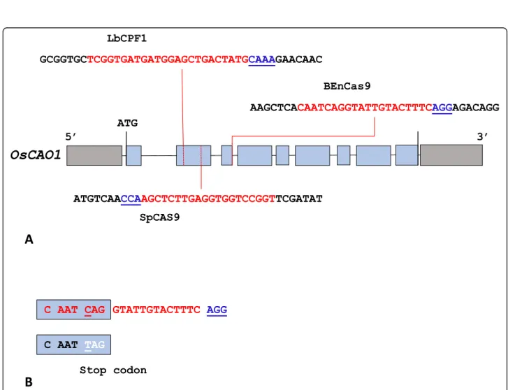 Fig. 2 Positions and sequences of the spacers used. A) Positions of spacers and associated sequences relative to the OsCAO1 gene