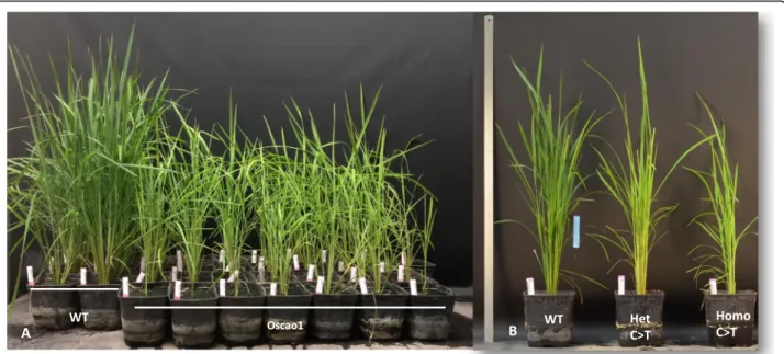 Fig. 4 Phenotypes associated with mutations generated by CAS9 (A) and BECAS9 (B). WT = wild type, Oscao1 = mutant induced by CAS9