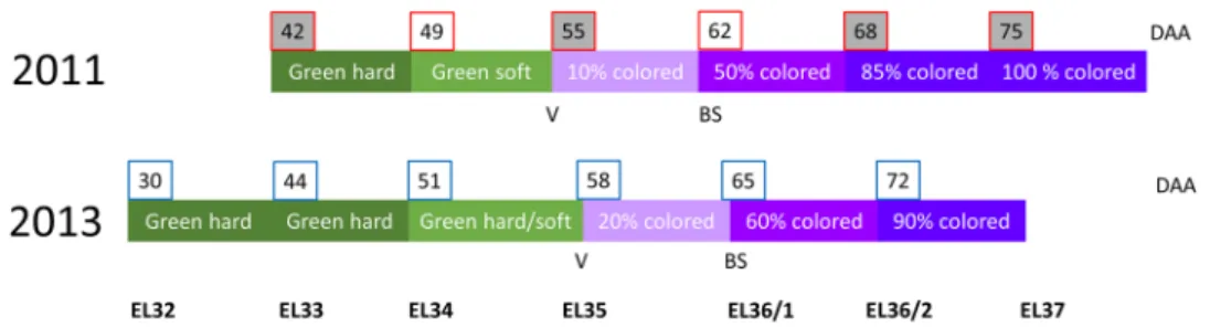 Fig. 1    Sampling scheme for 2011 and 2013 with observed phenol- phenol-ogy, EL categorization and days after anthesis (DAA)