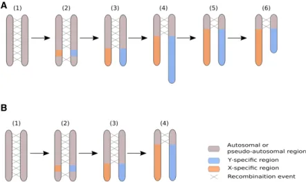 Figure 4. Revisiting the model for the evolution of plant sex chromosomes heteromorphy with C