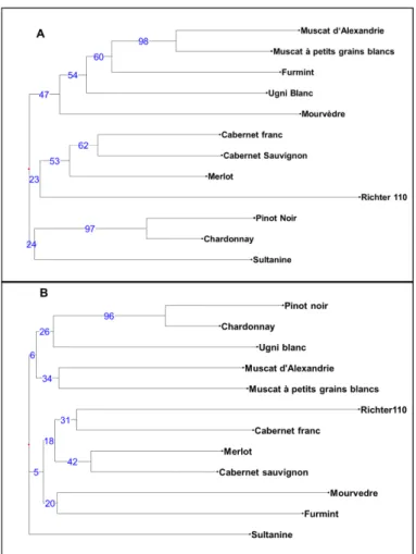 Figure 2. Tree construction based on simple-matching dissimilarity coefficient and the weighted neighbour-joining clustering method using alleles (A) obtained by capillary electrophoresis (CE) analysis (B) and by HTS (Infoseq) analysis