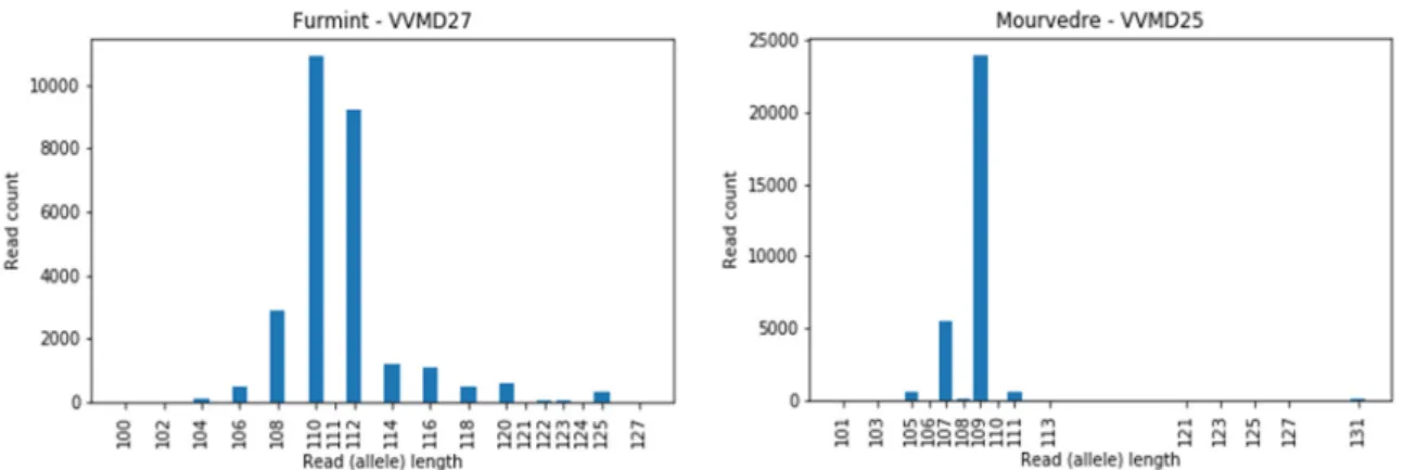 Figure 3. Example of the low sequence coverage for long alleles in the cultivar Furmint at locus  VVMD27, allele 125 bp, and in cultivar Mourverde at locus VVMD25, allele 131 bp