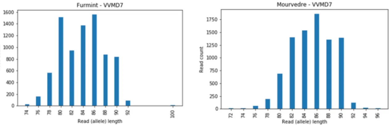 Figure 3. Example of the low sequence coverage for long alleles in the cultivar Furmint at locus  VVMD27, allele 125 bp, and in cultivar Mourverde at locus VVMD25, allele 131 bp