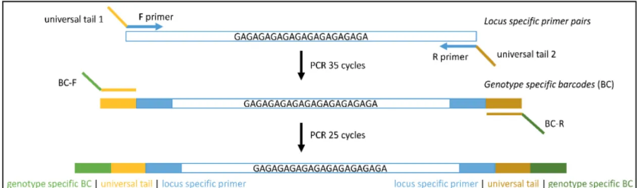 Figure 1. Workflow to amplify short sequence repeats in high-throughput sequencing (HTS) analysis