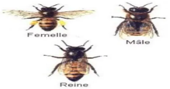 Figure 1 : Organisation sociale des abeilles 