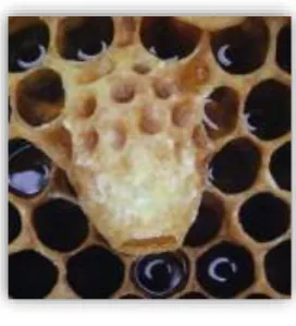 Figure 3 : La gelée royal  II.8.3 Le pollen : 