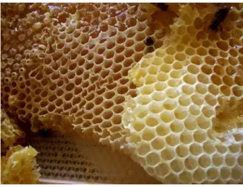 Figure 4: La cire  II.8.5 La propolis :  