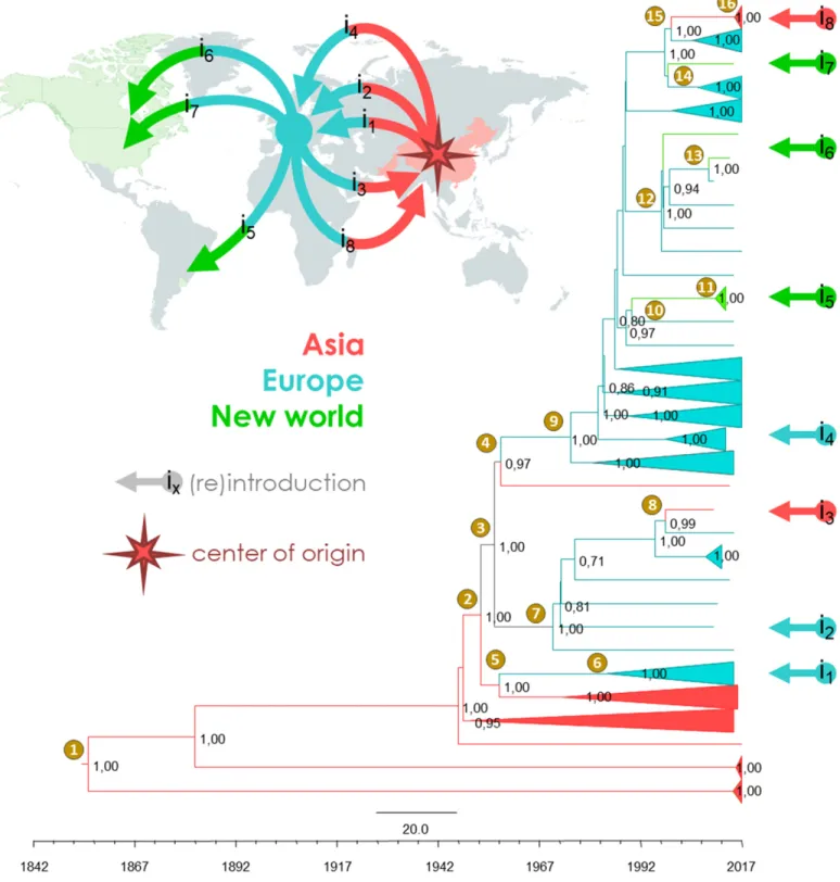 Fig. 5. Evolutionary history of grapevine Pinot gris virus (GPGV). The maximum clade credibility (MCC) tree was reconstructed from the full-length coding sequences of GPGV of 116 isolates