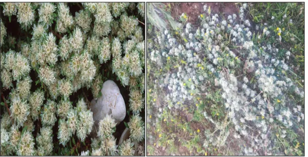 Figure 06: photographies originales de Paronychia argentea (Originale). 