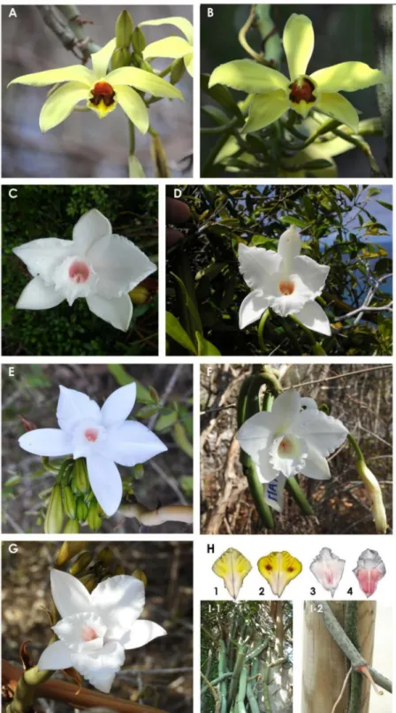 Figure 6. Morphological diversity of the seven leafless Vanilla species from the SWIO region