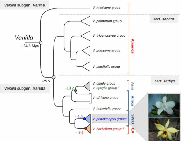 Figure 1. Representation of the (rbcL, psaB, psbB, psbC) phylogeny of Bouetard et al. in 2010 including species groups defined by Soto Arenas and Cribb in 2010, showing leafless Vanilla species names in color (green for Asia, blue for SWIO, red for Caribbe