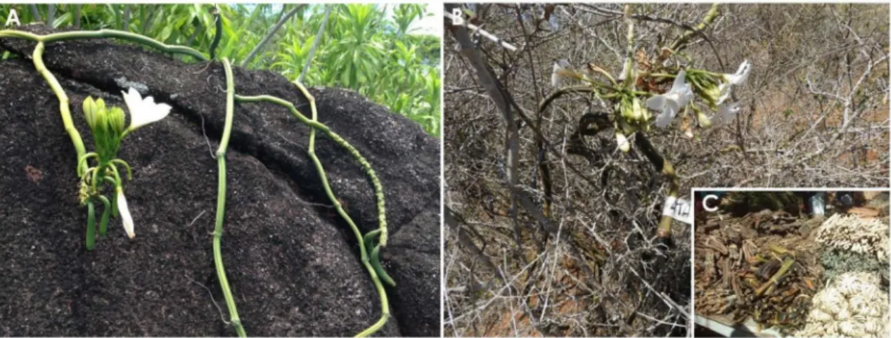 Figure 3. Ecology and usages of leafless Vanilla species: (A) V. phalaenopsis individual growing on a rock in Seychelles, (B) V