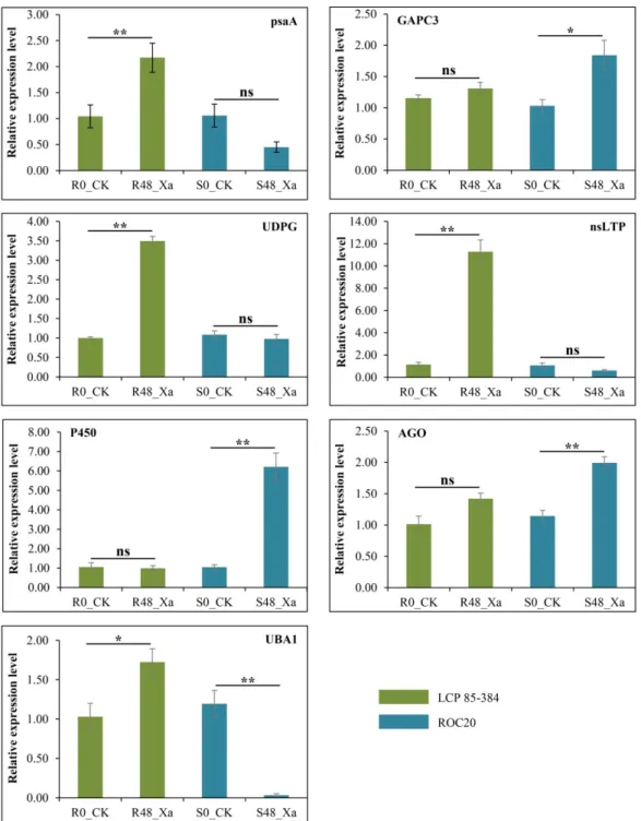 Figure 6. Relative expressions of seven differentially expressed proteins (DEPs) identified in leaves of two sugarcane cultivars inoculated with Xanthomonas albilineans
