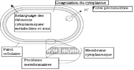 Figure .II.7. Sites d’action des huiles essentielles sur la cellule bactérienne [17]. 
