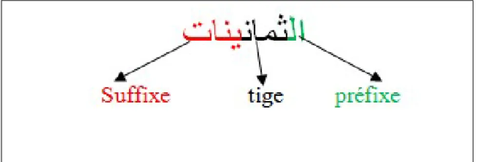 Figure 2.1 – La morphomogie d’un mot arabe