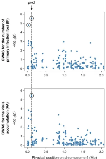 Fig. 7  Comparison between SNPs mapped at the beginning of chromosome  4 (represented in a Manhattan plot displaying the –log 10 (p) over genomic  positions) and the position of the major pvr2 resistance gene on the CM334  reference genome (indicated with 