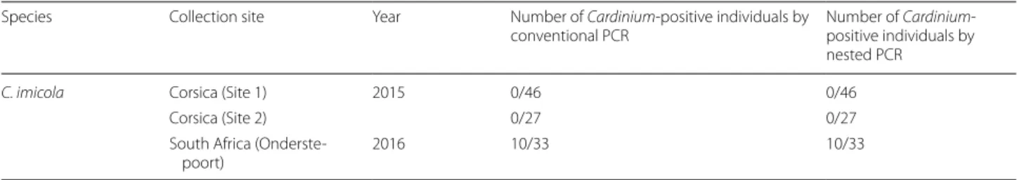Table 1  Cardinium screening results using conventional and nested GyrB PCR assays
