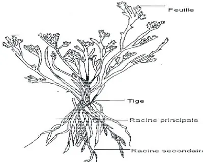 Figure 2: Morphologie générale de plante d'Artemisia herba Alba[15].