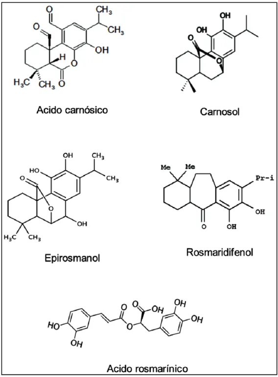 Figure n° 04: Structure chimique des composés actifs présents dans la plante Rosmarinus  officinalis L (l'acide carnosique, le carnosol, epirosmanol, rosmaridiphénol, l'acide 