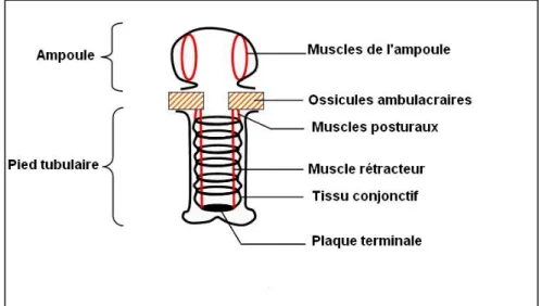 Figure 3 : Structure basique d'un pied tubulaire (Cronodon.com, 2017). 