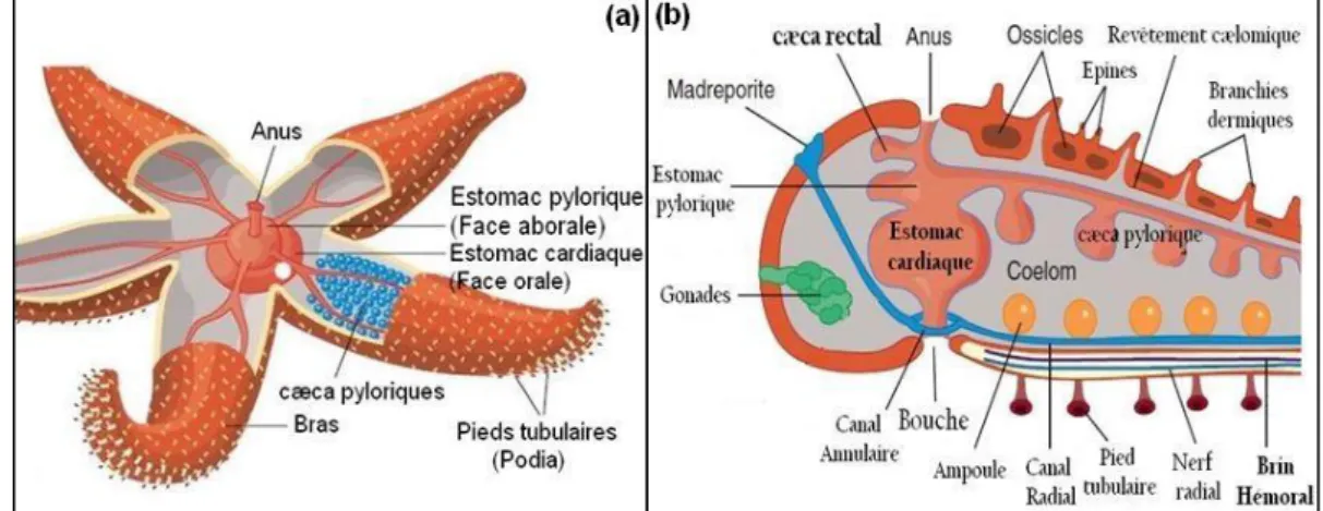 Figure 5 : Structures digestives dans une étoile de mer. Une bouche conduit à un large  estomac cardiaque et à un estomac pylorique