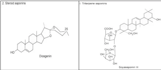 Figure : 11 : Structure des saponines stéroïdiennes et  triterpéniques (Makkar et al.,  2007)