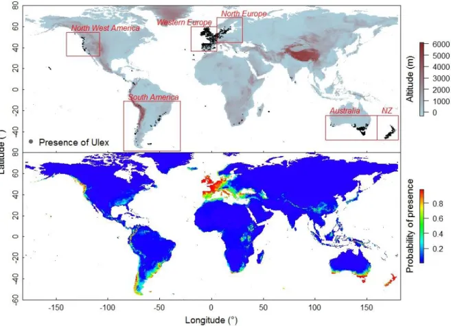 Figure  1.  Current  world  map  of  Ulex  Europeaus  occurrence  at  the  global  scale  (top)  and  probability of presence predicted by the combined species distribution model build at the global  scale (below)