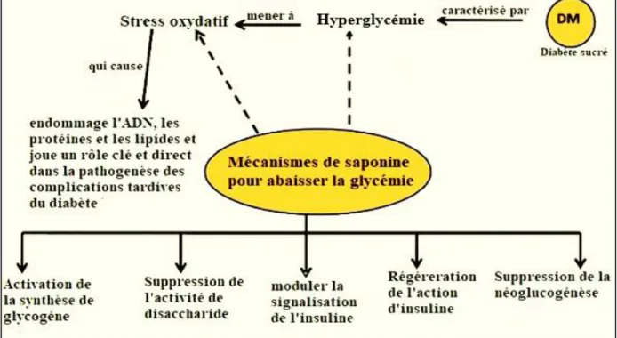 Figure 4: Mécanisme d'action des saponines dans le diabète (El Barky et al., 2017).