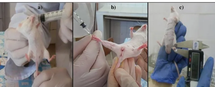 Figure 5: Photographie de test in vivo de l’activité anti-inflammatoire : a) Administration orale  d’extrait, b) Injection sub-plantaire de la Carraghénine, c) Mesure du diamètre de la patte après 