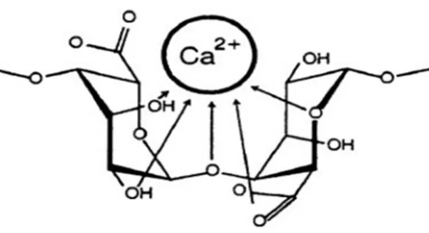 Figure I.5 : Liaisons covalentes des ions calcium avec les résidus poly-G des polymères  d'alginate [46]