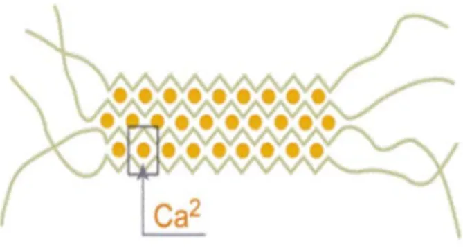 Figure I.6: rétention du calcium par un réseau tridimensionnel de segments poly-M ou poly-  G définissant une structure de type &#34;egg-box&#34; [47]