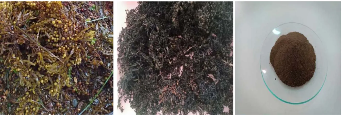 Figure III.1: Algues brunes humides, sèches et broyées (de gauche à droite). 